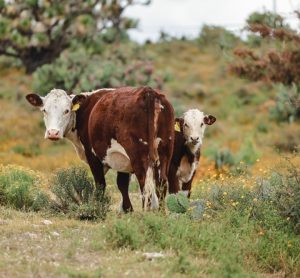 Mexico refuses to yield to US demands on Screwworm livestock response