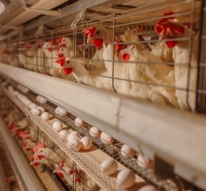 UK animal product imports undermine welfare standards, report finds