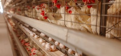 UK animal product imports undermine welfare standards, report finds