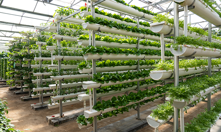 New grant awarded to support the progression of hydroponic food production